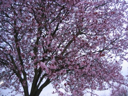Examples of spring in Seattle