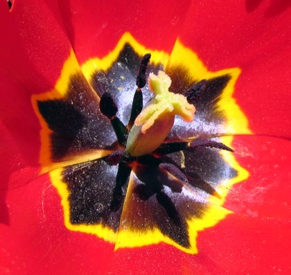 Oh baby, give me your hairy stamen, yeah!