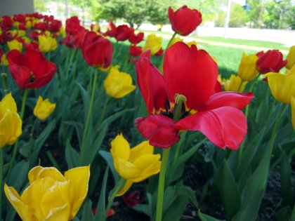 Flowers in Mahwah, NJ