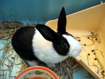Maddy's new bunny