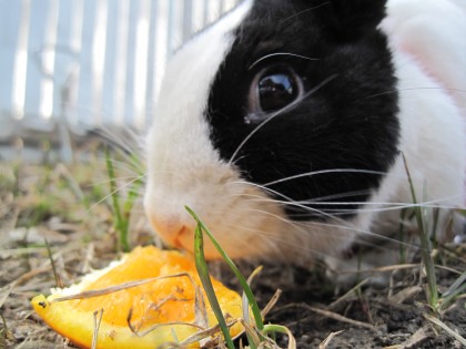 Cinnamon eating an orange