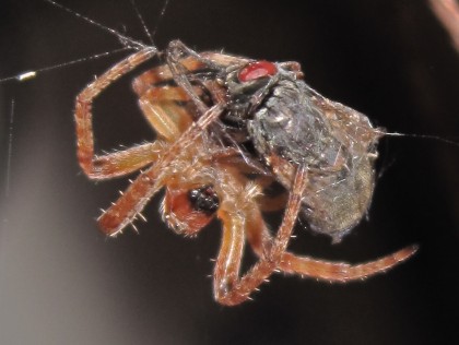 Spider and the fly