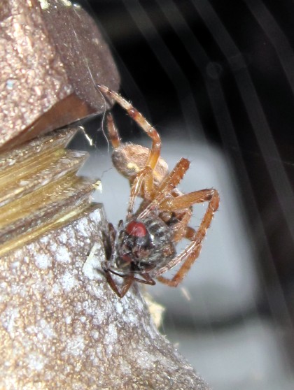 Spider and the Fly