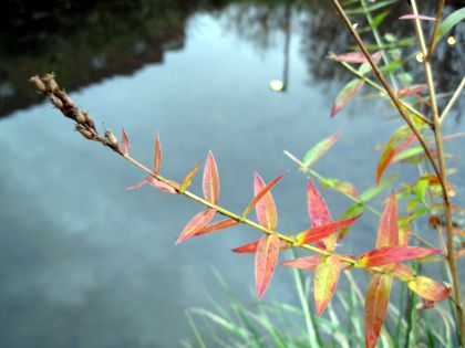 A flower by the pond