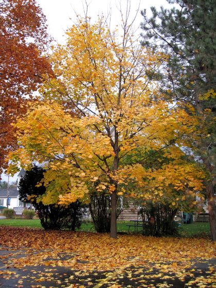 Trees the color of stop lights, and in the right order