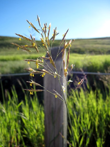 Field Grass
