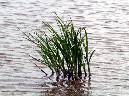 Grass in water