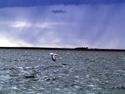 Seagull over troubled waters