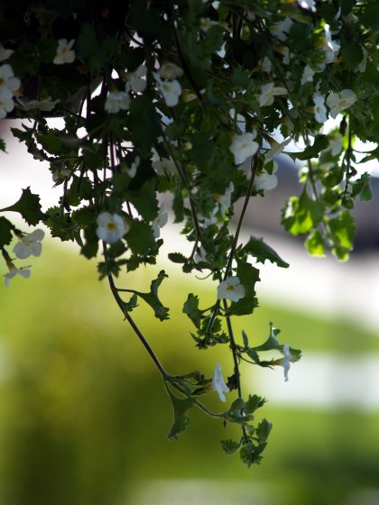 Hanging Flowers