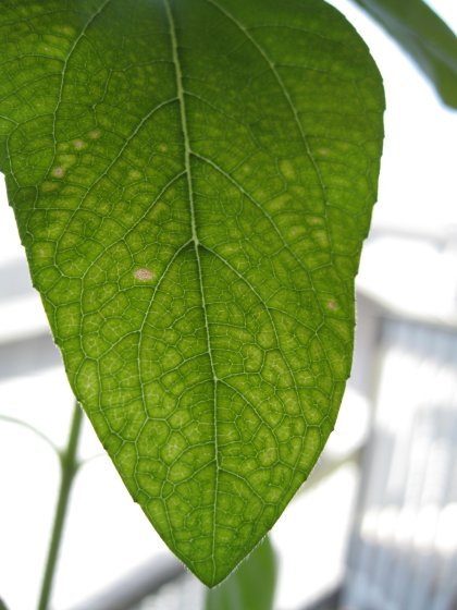 Green Leaf