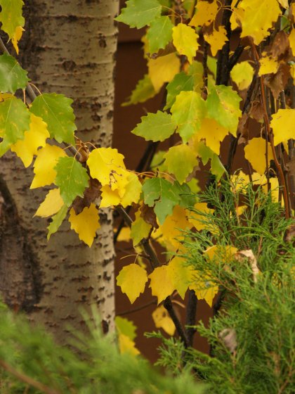 Great Fall Colors