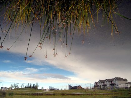 Sky Grass