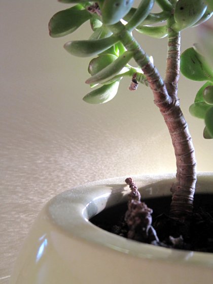 A Sparkling Plant