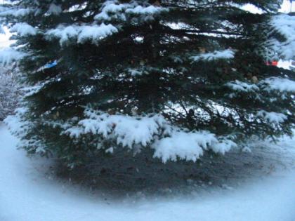 It's beginning to look a lot like Christmas