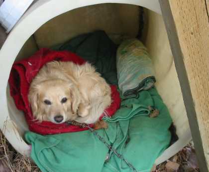 My Puppy in his Barrel