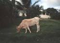 My Life -> Grenada -> Picture 12