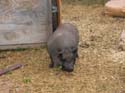 Pine Lake 2003 -> July 18-27 Zoo -> Picture 4