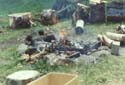 The Old Pine Lake -> The Old Pine Lake -> Picture 14