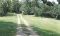 The Old Pine Lake -> The Old Pine Lake -> Picture 17