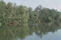 The Old Pine Lake -> The Old Pine Lake -> Picture 18
