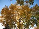 Seasonal Pictures -> Fall 2003 -> Picture 16