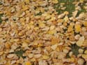 Seasonal Pictures -> Fall 2003 -> Picture 18