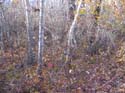 Seasonal Pictures -> Fall 2003 -> Picture 28