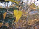 Seasonal Pictures -> Fall 2003 -> Picture 34